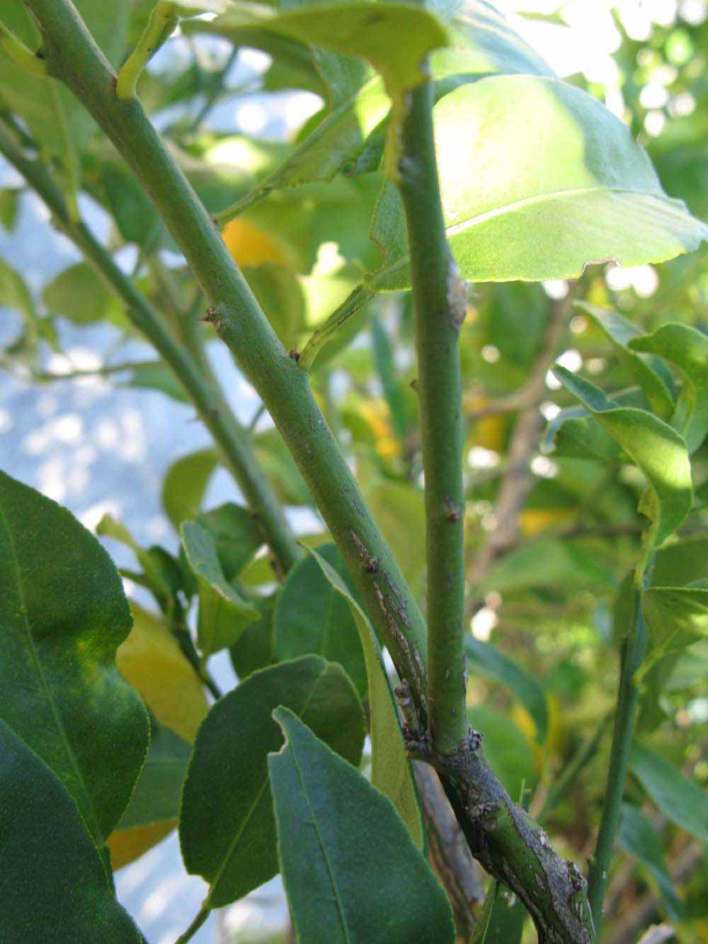            First year twig (Winter Haven, FL)        